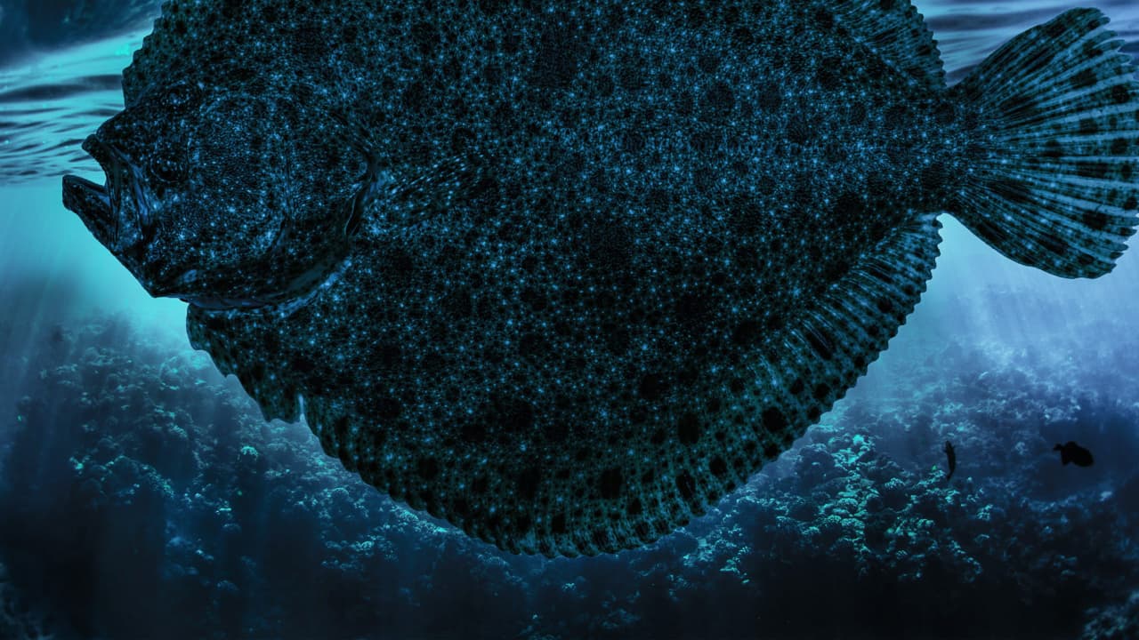 A black-blue flounder underwater